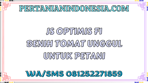 JS Optimis F1 Benih Tomat Unggul Untuk Petani